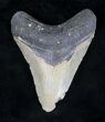 Bargain Megalodon Tooth - North Carolina #20712-1